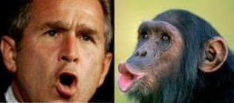 Kijk op www.bushorshimp.com voor meer vergelijkingen tussen Bush en een Chimpansee.